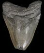 Bargain Megalodon Tooth - South Carolina #39933-1